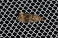 Celypha lacunana