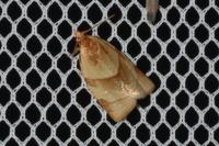 Clepsis rurinana