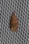 Pandemis dumetana