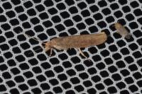 Ypsolopha ustella