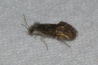 Dyseriocrania subpurpurella