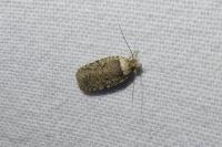 Agonopterix curvipunctosa