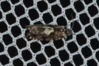 Pammene argyrana