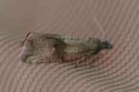 Celypha striana