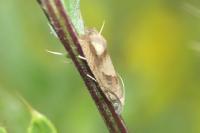 Eucosma conterminana
