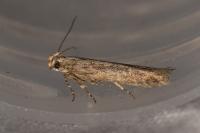 Scrobipalpa