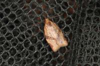 Clepsis consimilana