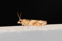 Crocidosema plebejana
