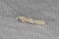 Ptocheuusa paupella
