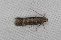 Scrobipalpa ocellatella