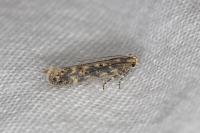 Scrobipalpa ocellatella