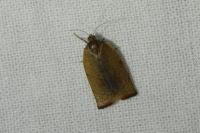 Cacoecimorpha pronubana
