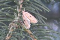 Agonopterix arenella