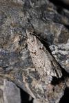 Diurnea fagella