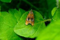 Olethreutes arcuella