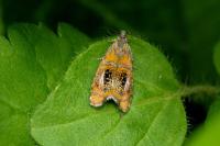 Olethreutes arcuella