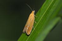 Lathronympha strigana
