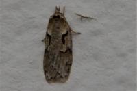 Semioscopis steinkellneriana