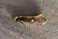 Monopis crocicapitella