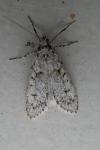 Diurnea fagella