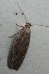 Depressaria