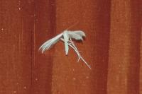Pterophorus pentadactylus