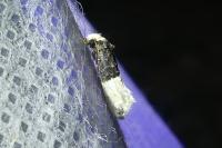 Trichophaga bipartitella