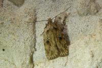 Agonopterix arenella