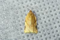 Paramesia gnomana