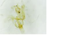 Aproaerema sangiella
