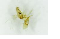 Aproaerema patruella
