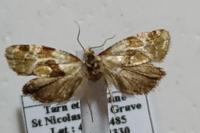 Aethes cnicana/rubigana