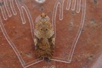 Acleris ferrugana/notana