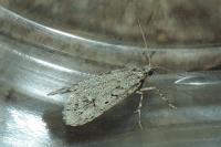 Diurnea fagella