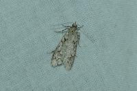 Diurnea fagella