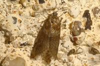 Tortricodes alternella