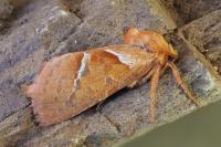 Triodia sylvina