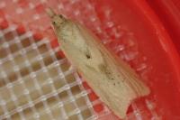 Clepsis coriacana