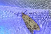 Diurnea fagella