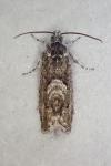 Pammene giganteana