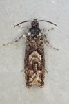 Pammene giganteana