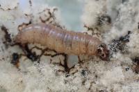 Nothris verbascella