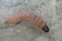 Nothris verbascella