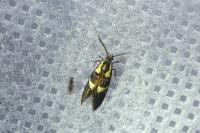 Dasycera oliviella