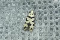 Pseudotelphusa scalella
