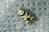 Pseudotelphusa scalella