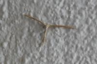 Emmelina monodactyla