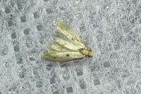 Tinea trinotella