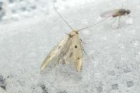 Tinea trinotella