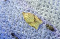 Clepsis consimilana